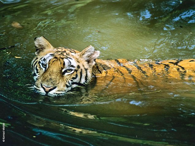 Regenwald erklärt: Ein Tiger im Wasser © Konrad Wothe