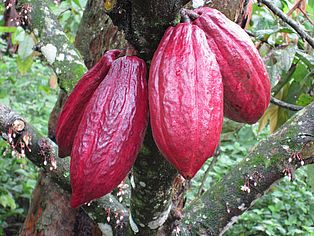 Hinterm Tellerrand beginnt die Welt: Kakaobaum © Brigitte Binder