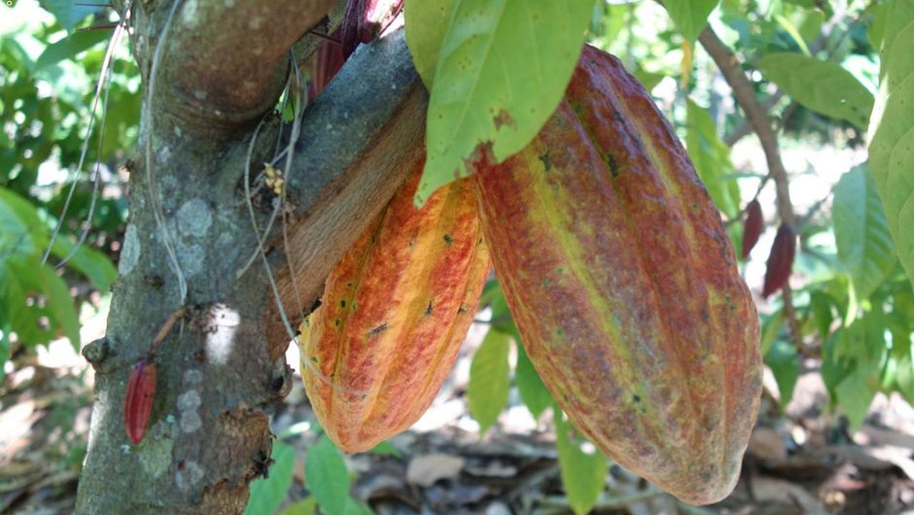 Kakao-Früchte ©OroVerde – I. Naendrup