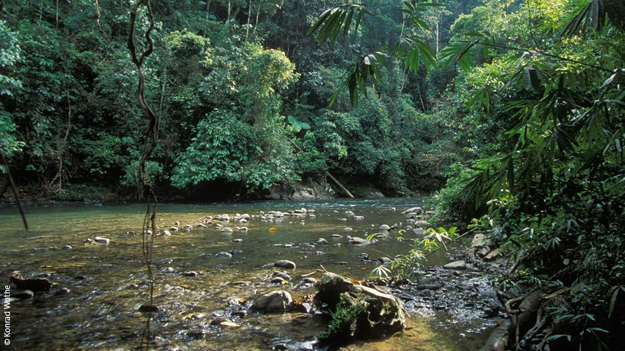 Ein Fluss schlängelt sich durch den dichten Tropenwald. ©K. Wothe
