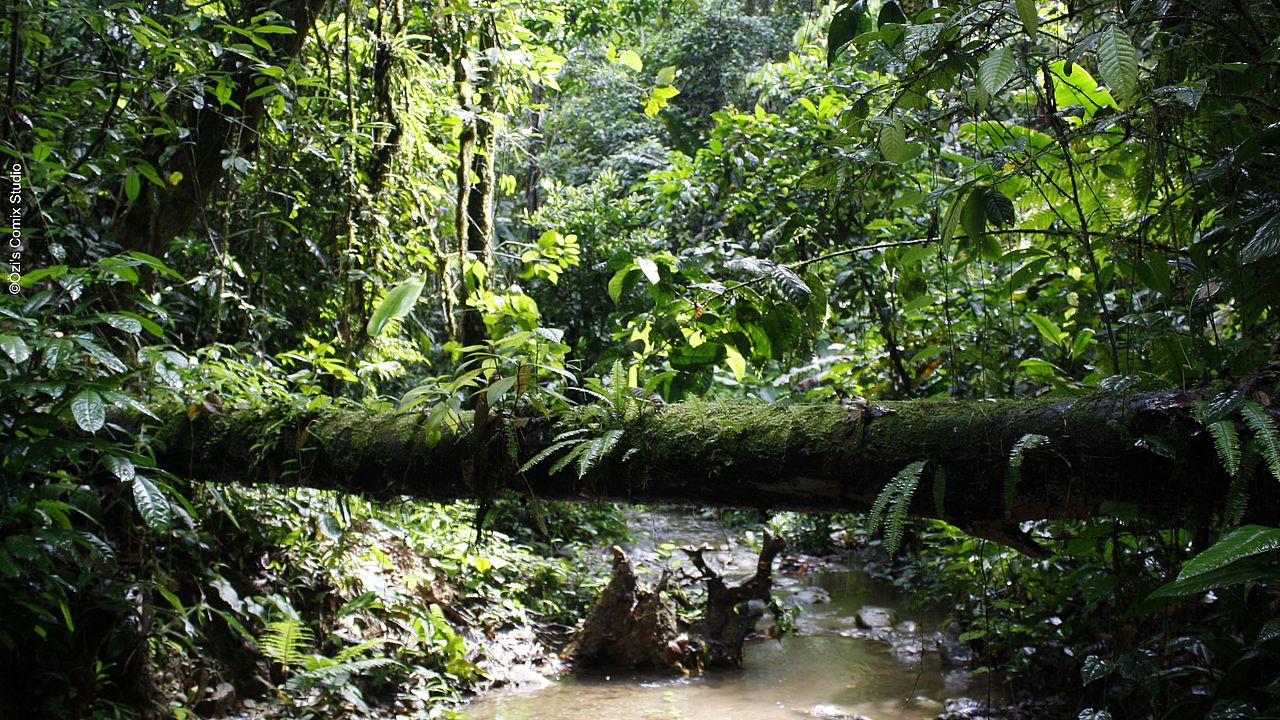 Dichter Tieflandregenwald in Amazonien ©Özi's Comix Studio