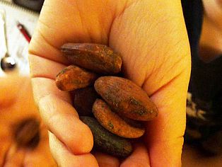 Hinterm Tellerrand beginnt die Welt: Kakaobohnen © OroVerde