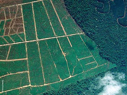 Palmöl und der Regenwald: Für Palmölplantagen weicht Tropenwald © Konrad Wothe
