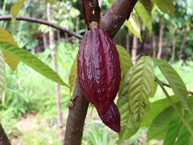 Nutzen des Regenwaldes: Den Kakaobaum braucht man für Kakao und Schokolade © Anna Hömberg