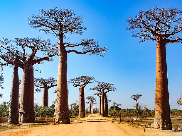 Tropischer Trockenwald mit Affenbrotbäumen in Madagaskar ©Pia Parolin