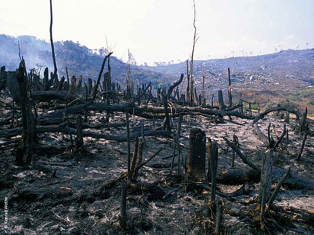 Viele Wälder werden durch Brandrodung zerstört ©Konrad Wothe