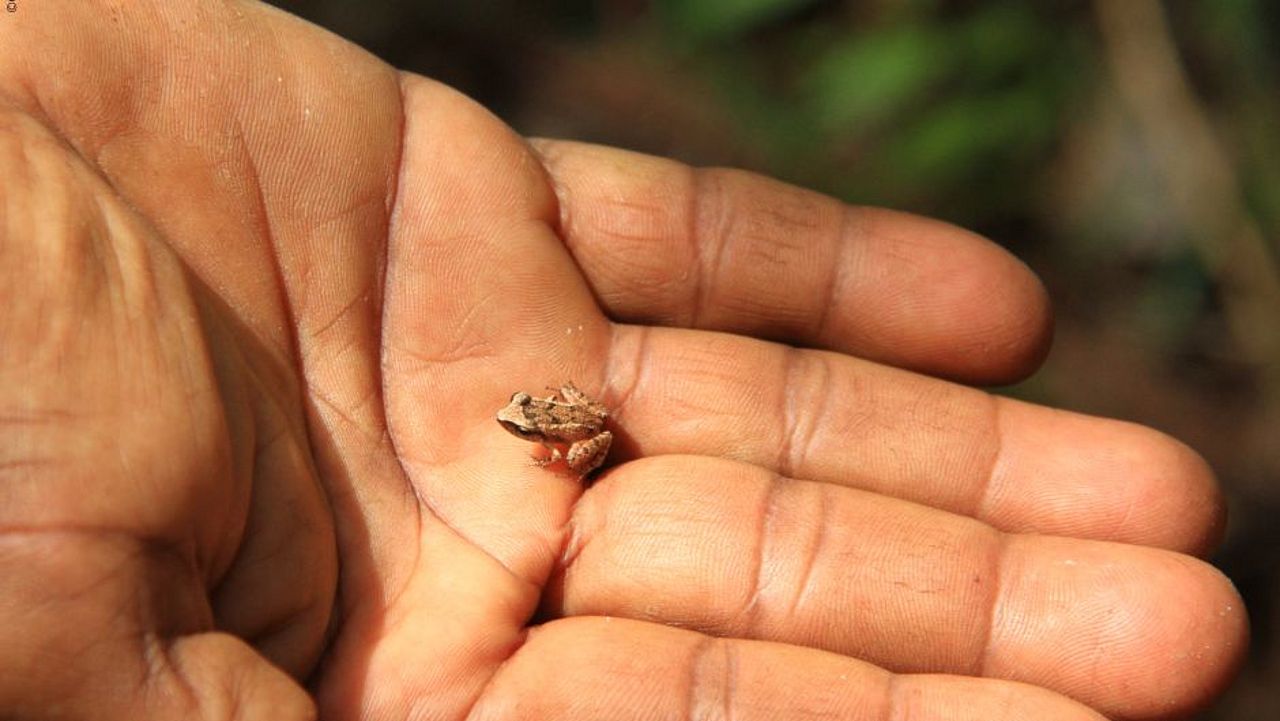 Monte-Iberia-Frosch auf einer Männerhand – nicht größer als ein Fingernagel  ©OroVerde – M. Santamaria