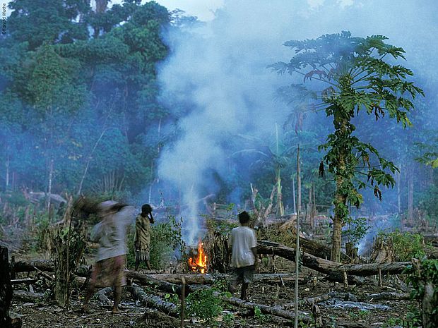 Brandrodung des Regenwalds für neue Plantagen in Indonesien. ©Konrad Wothe