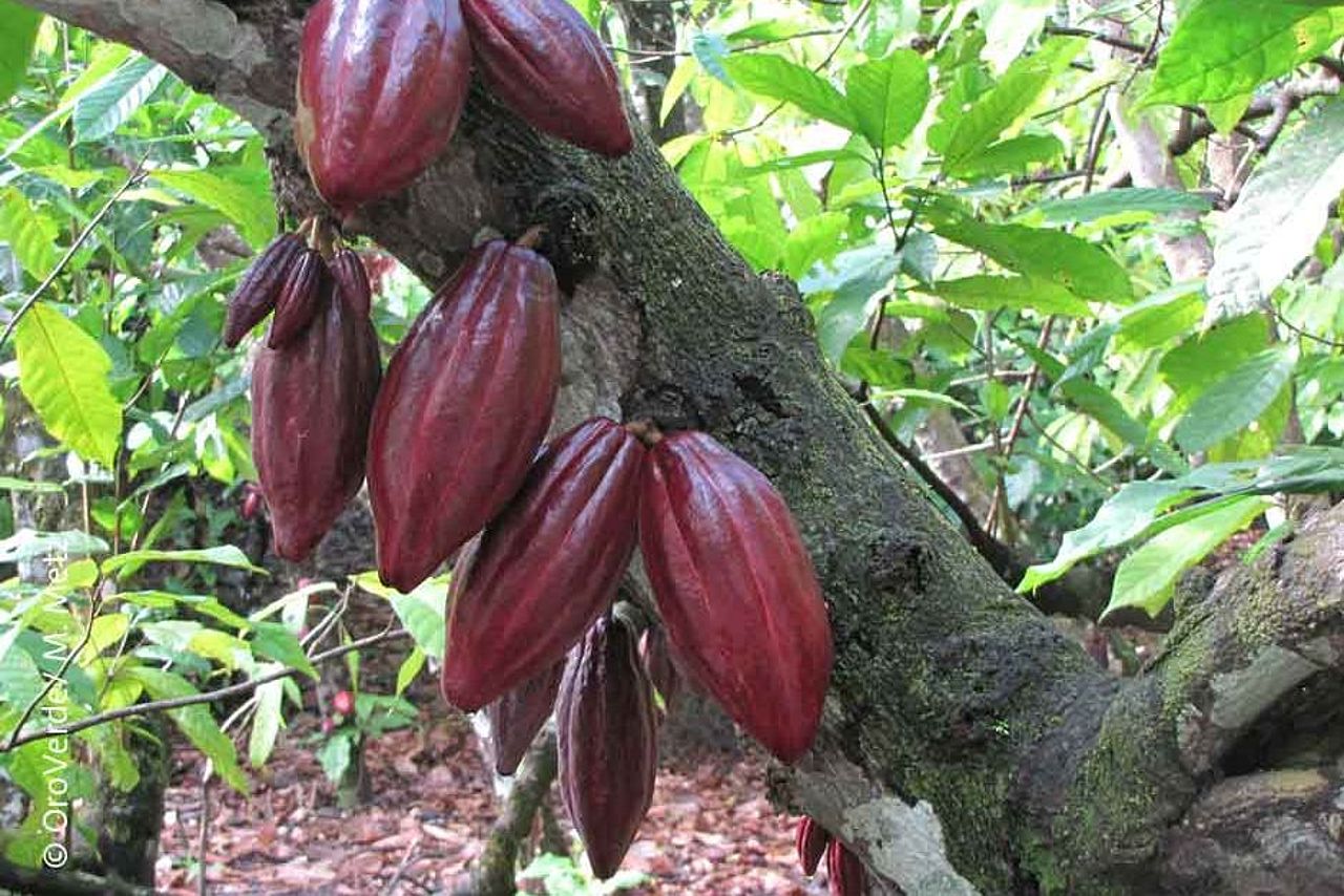 Ihre Spende ermöglicht reiche Kakaoernte ©OroVerde/M.Metz