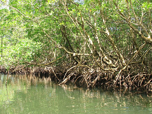Überflutete Mangroven ©Mauricio Santamaria