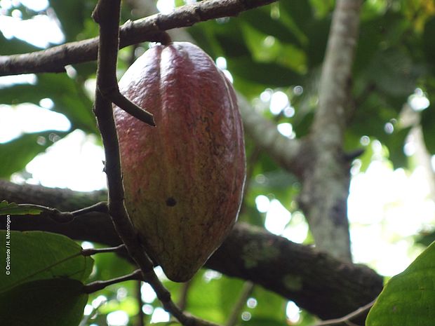Eine Kakaofrucht am Baum: Kinderarbeit*innen sind häufig für ihre Ernte zuständig