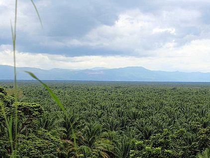 Palmöl und der Regenwald: Große Palmölplantage © OroVerde-Anna Hömberg