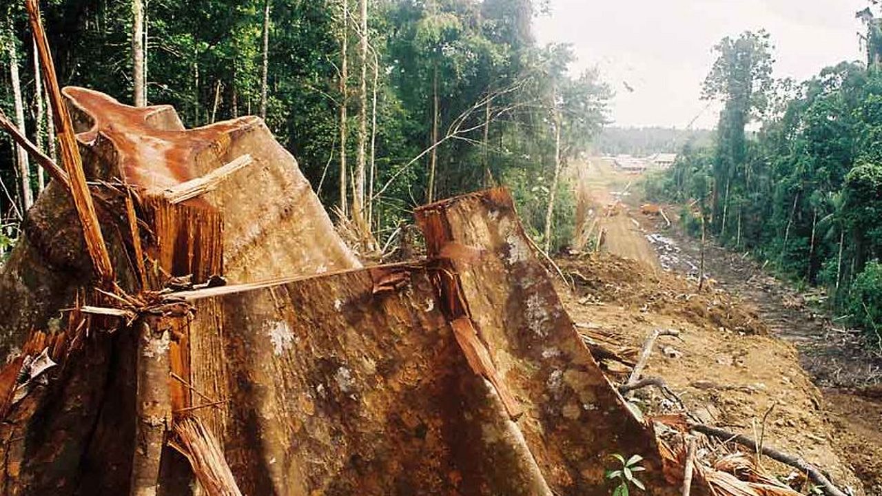 Zerstörung in Indonesien ©OroVerde - Elke Mannigel