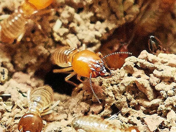 Termiten heißen auch "Weiße Ameisen" ©Pixabay