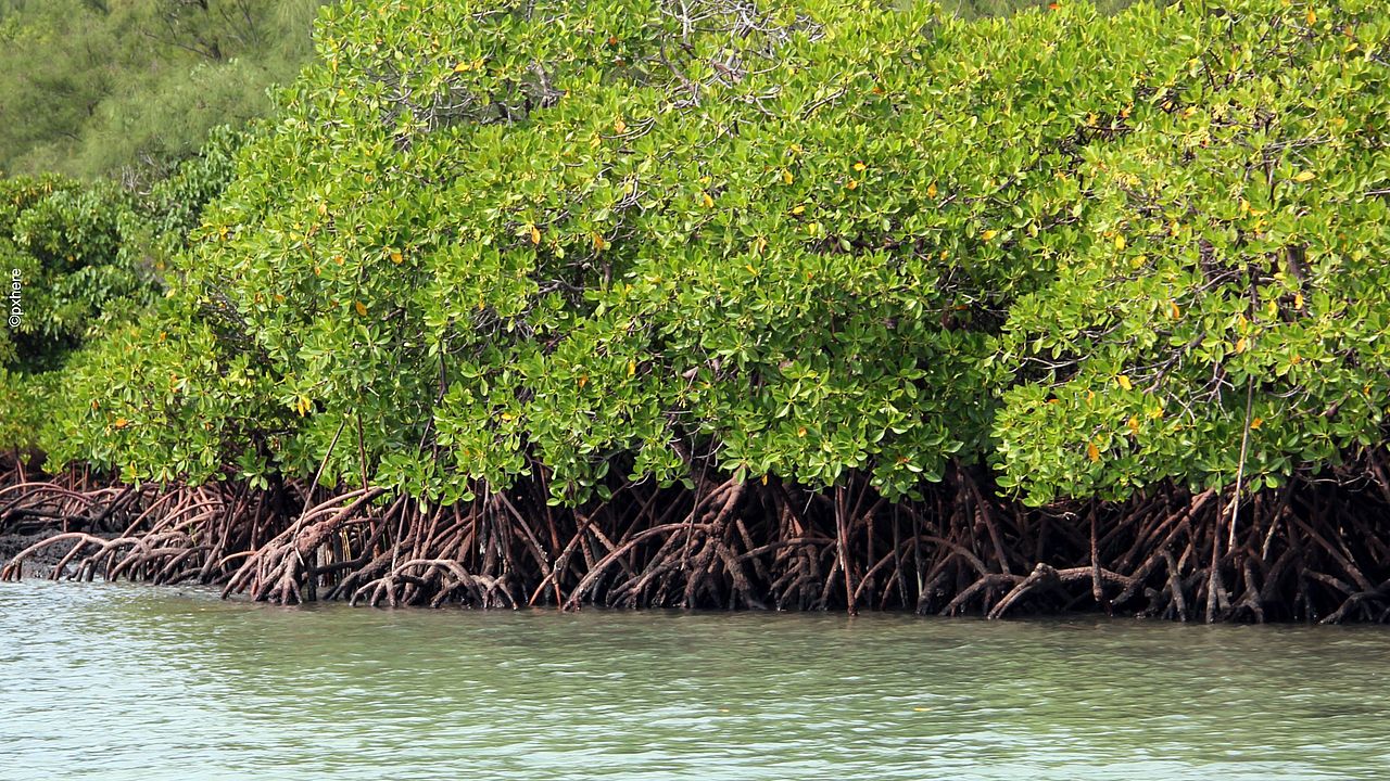 Ein Mangrovenwald bei Flut ©pxhere