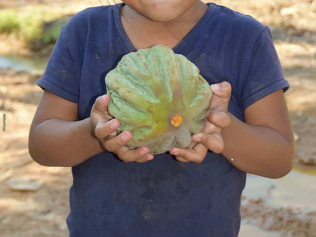 Symbolbild Kinderarbeit: Ein Kind hält einer Kakaofrucht in den Händen. Kinderarbeit ist in den kakaoproduzierenden Ländern weit verbreitet 